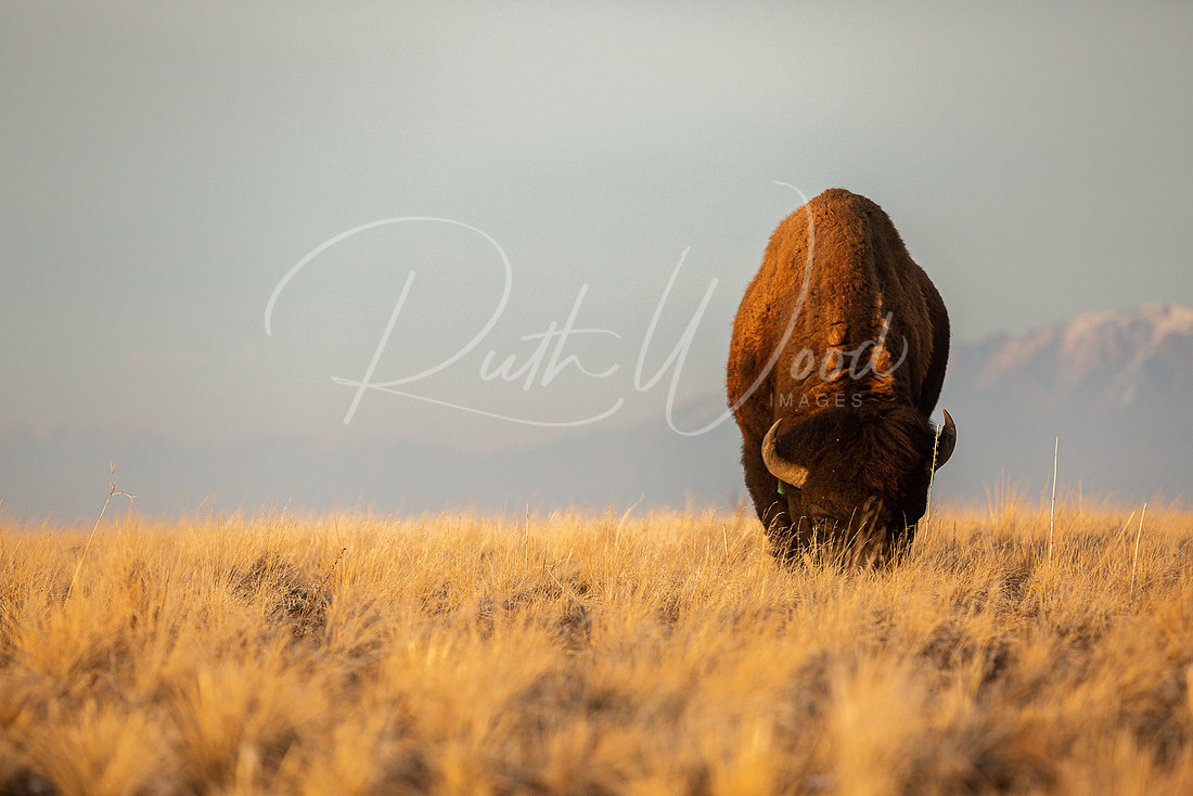 Bison facing forward on golden grassland