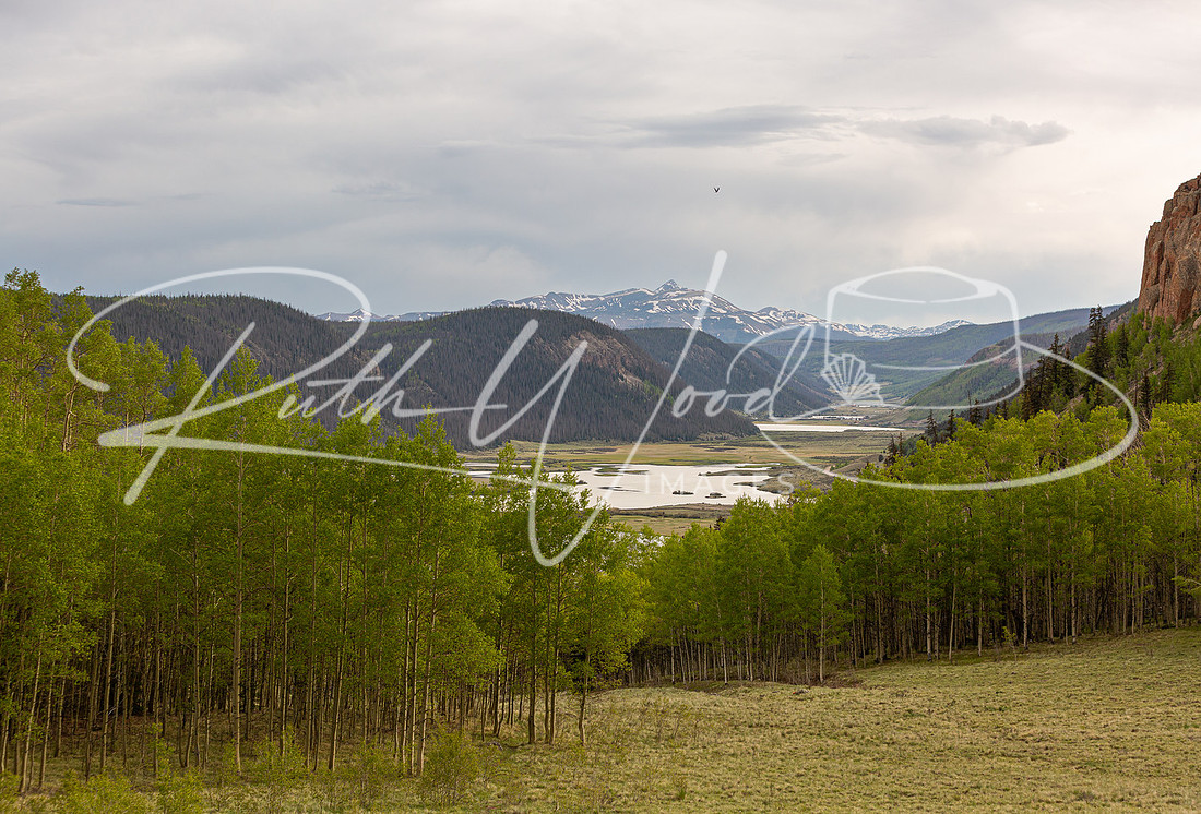 Green aspen grove opening onto a mountain valley