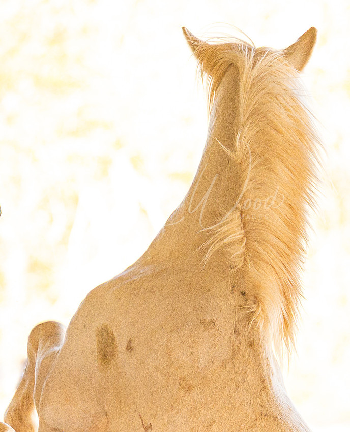 Pale horse seen from behind with a windblown mane in bright light