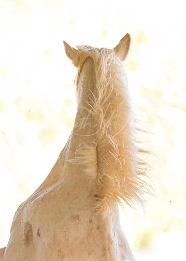 White horse from behind with a flowing mane in high key light
