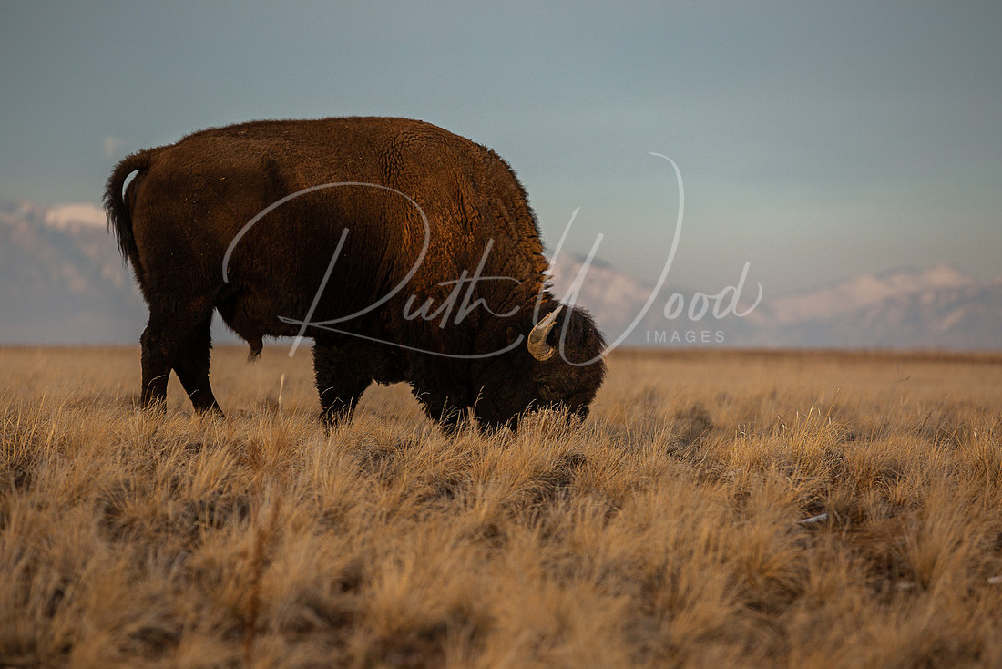 Bison grazing on open grassland in late afternoon light