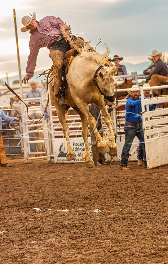 Saddle bronc rider leaning back on a bucking pale horse