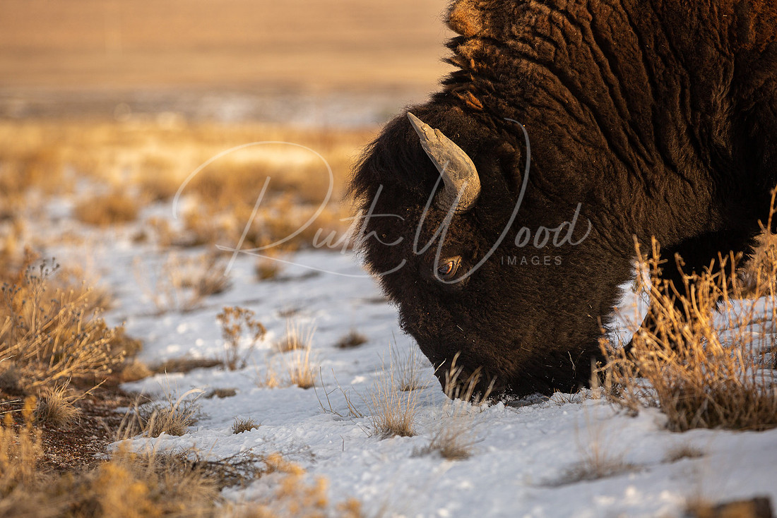 Bison grazing through snow patches in golden grass
