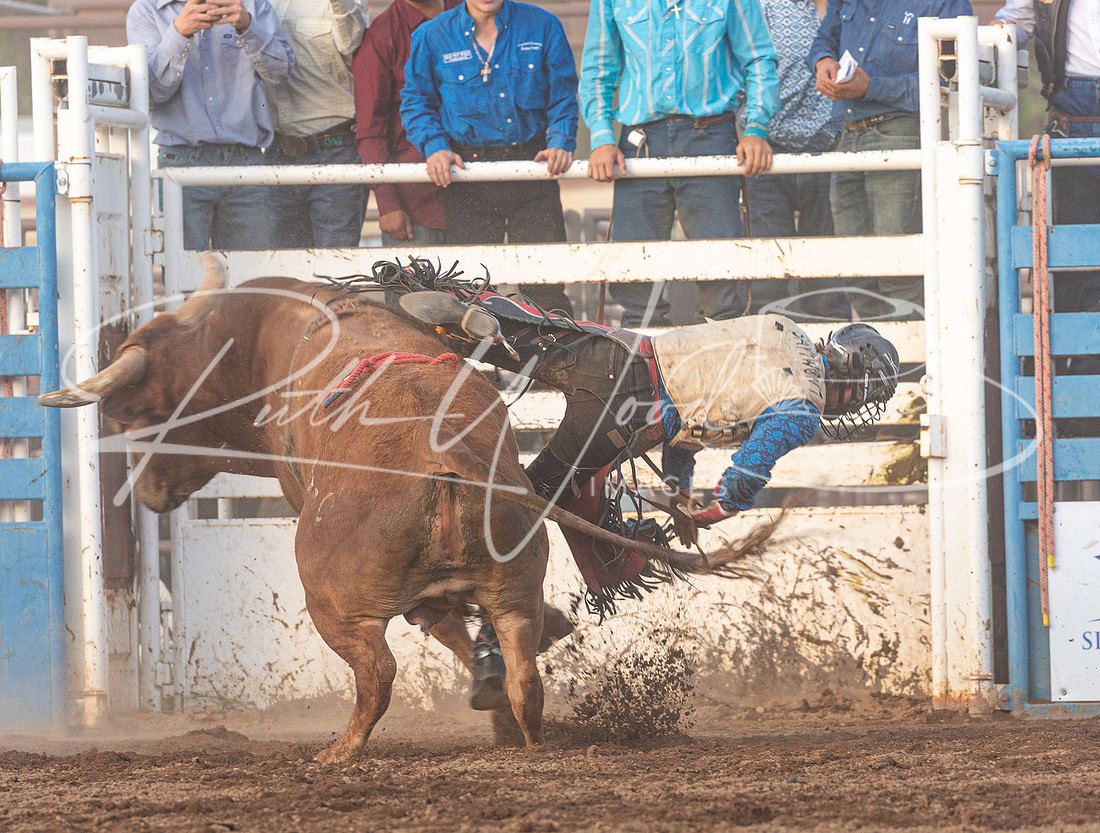 Bull bursting out of the chute with a rider holding on