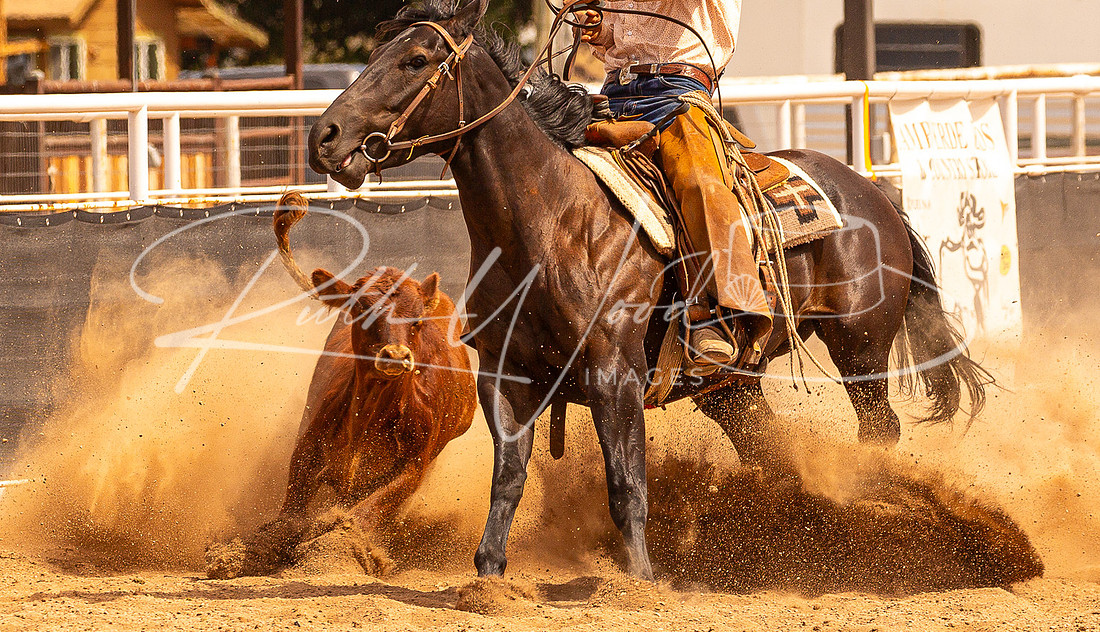 Cowboy on a dark horse cutting a calf in a cloud of arena dust