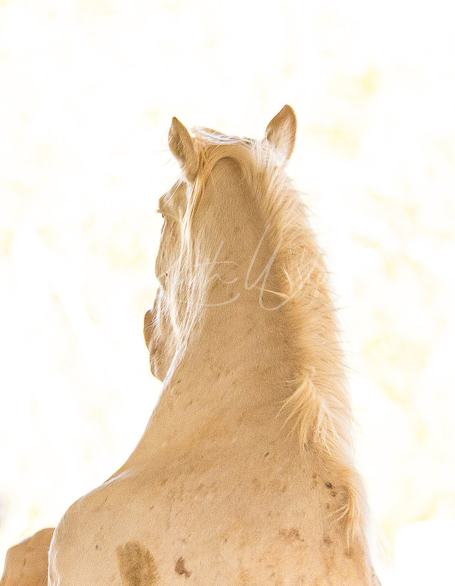 Cream horse with a windswept mane against a pale background