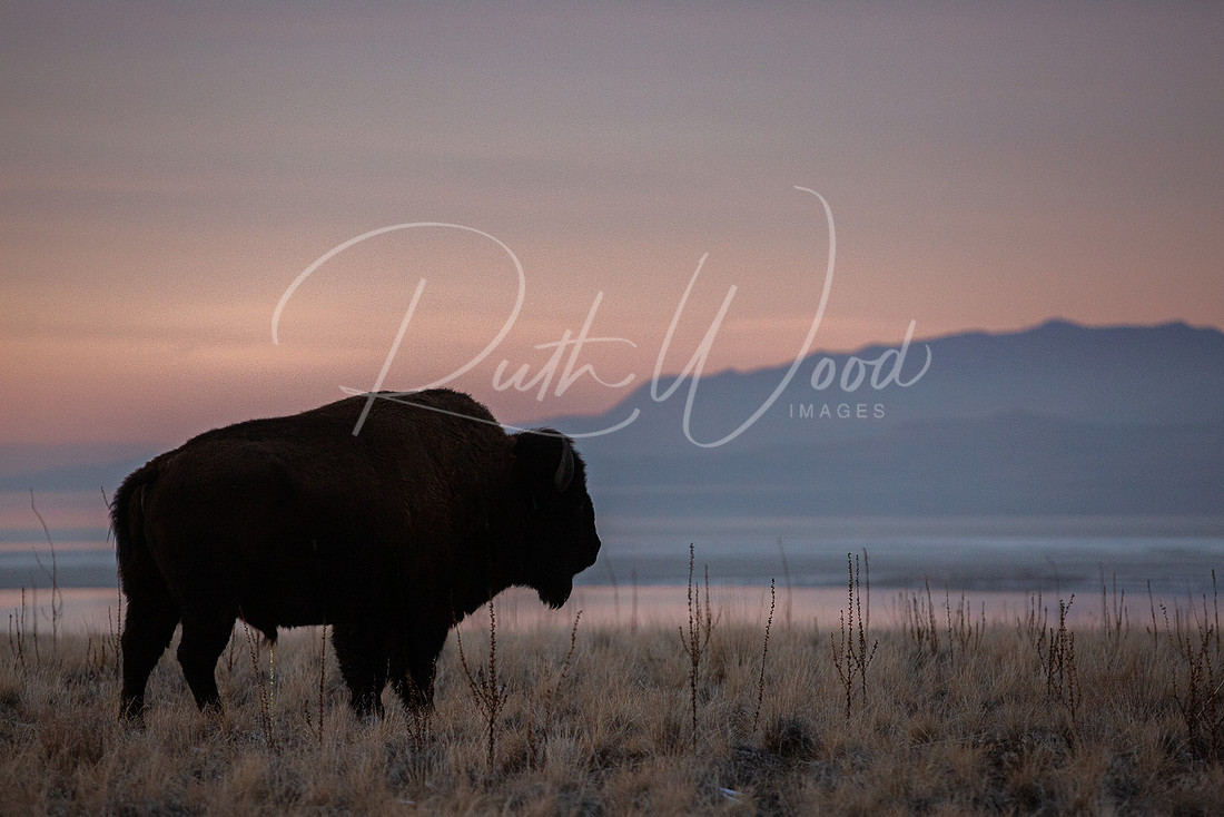 Bison silhouetted against a pink and violet dusk sky