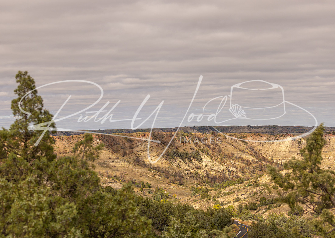 Pine trees on a ridge above a wide canyon